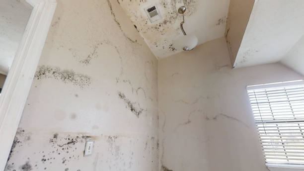Best Mold Prevention Services  in Wilber, NE
