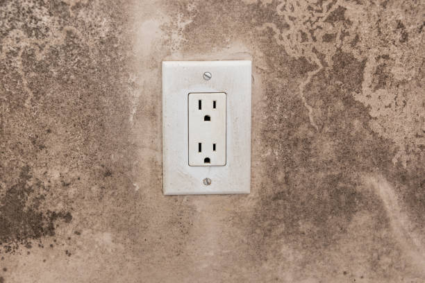 Best Mold Documentation for Insurance Claims  in Wilber, NE